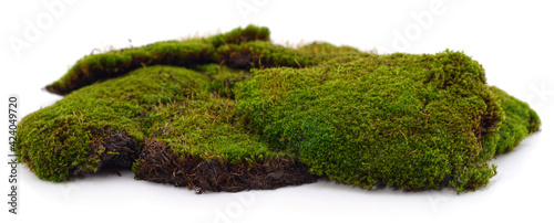 Bunch of green moss.