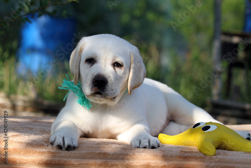lovely nice sweet yellow labrador puppy on the yellow