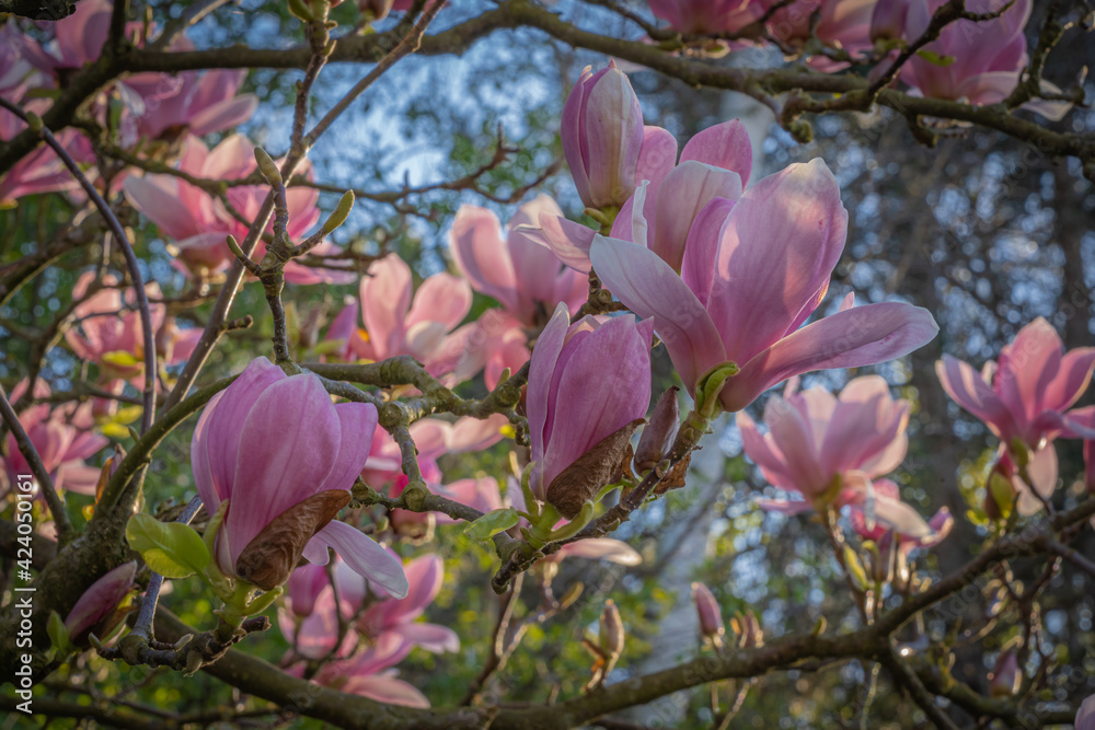 Obraz premium Gennevilliers, France - 02 27 2021: Chanteraines park. Nature in bloom in spring season. Pink magnolia in bloom