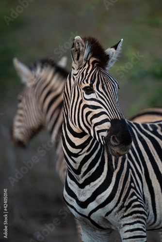 Fototapeta Naklejka Na Ścianę i Meble -  Southern Plains Zebra seen on a safari in South Africa
