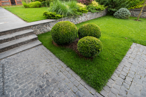 boxwood bushes among shrubs and trees in a park near a stone path in landscape design