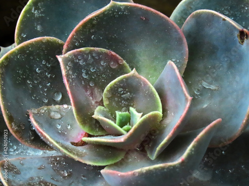 Close up photos of cactus.