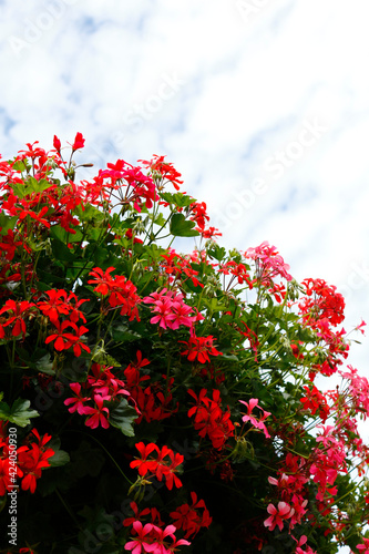 Colorful red flowers on the background of the cloudy sky. Place for your text. © Alexander