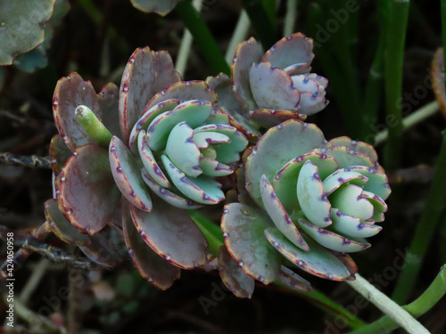 Close up photos of cactus. © Amy Wilkins