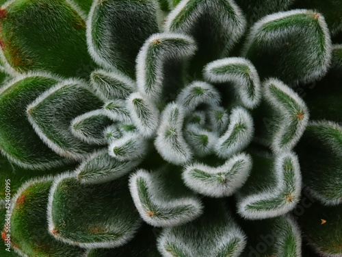 Close up photos of cactus.