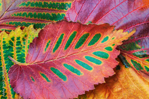 Colourful fall leaves. Texture of bright fall leaf of a tree close-up. Autumn, leaf fall concept