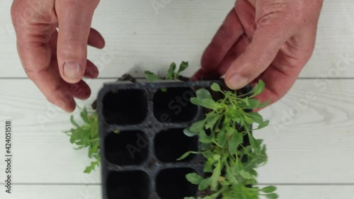 arugula seedlings for transplantation