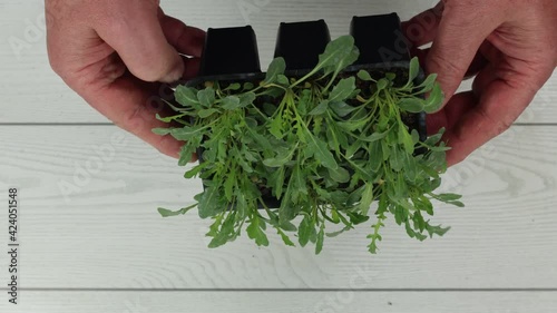 arugula seedlings for transplantation