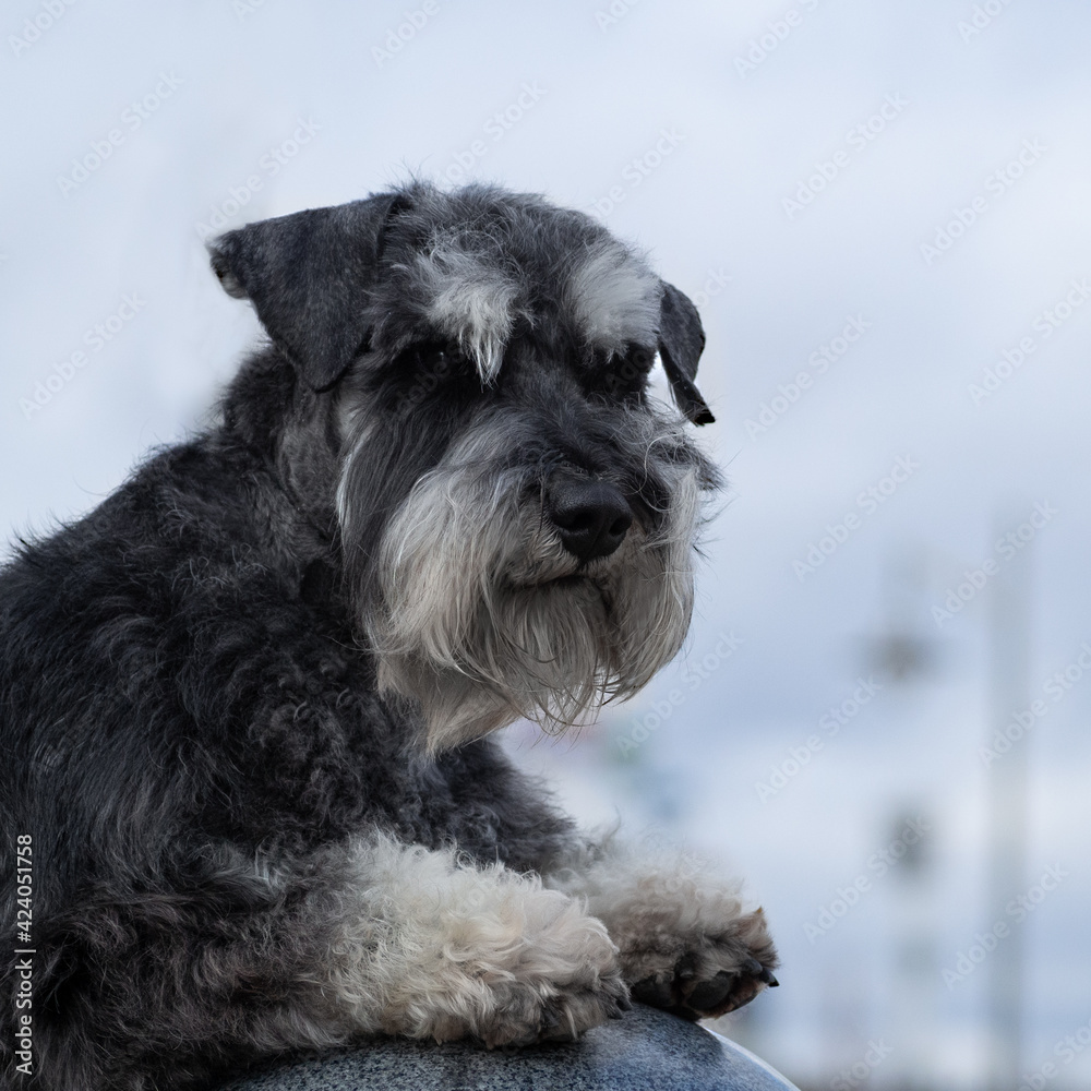 portrait of a black and white terrier