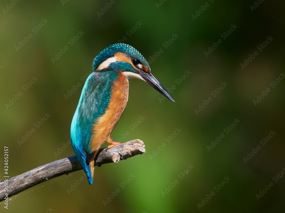 Obraz premium The common kingfisher (Alcedo atthis) also known as the Eurasian kingfisher in natural habitat