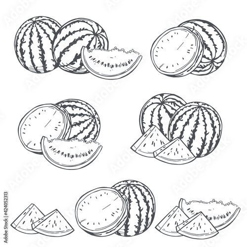 Watermelon. Vector   illustration.