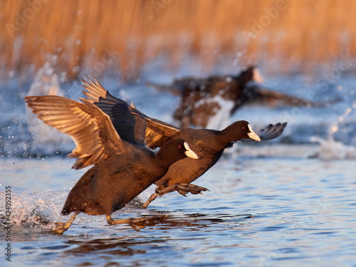 agitated coots on the lake in spring (fulica atra)