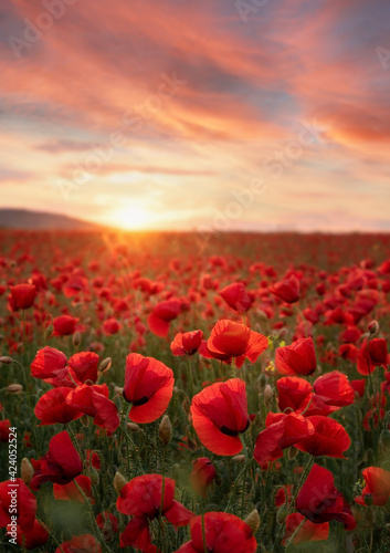 Colorful field with red poppies in the sunset light  colorful flowers against the sunset sky