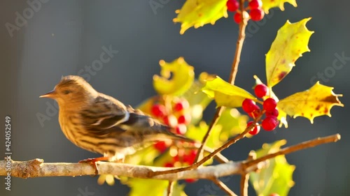 Pine siskin flying away from tree branch with red berries