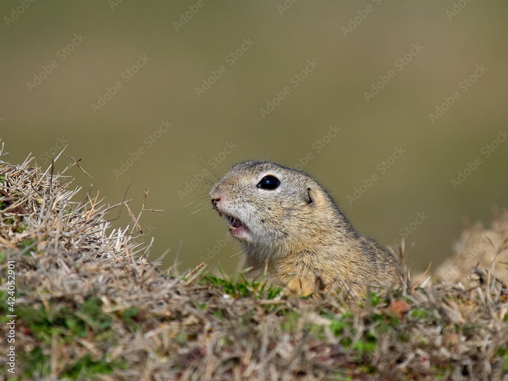 European ground squirrel in natural habitat (Spermophilus citellus)