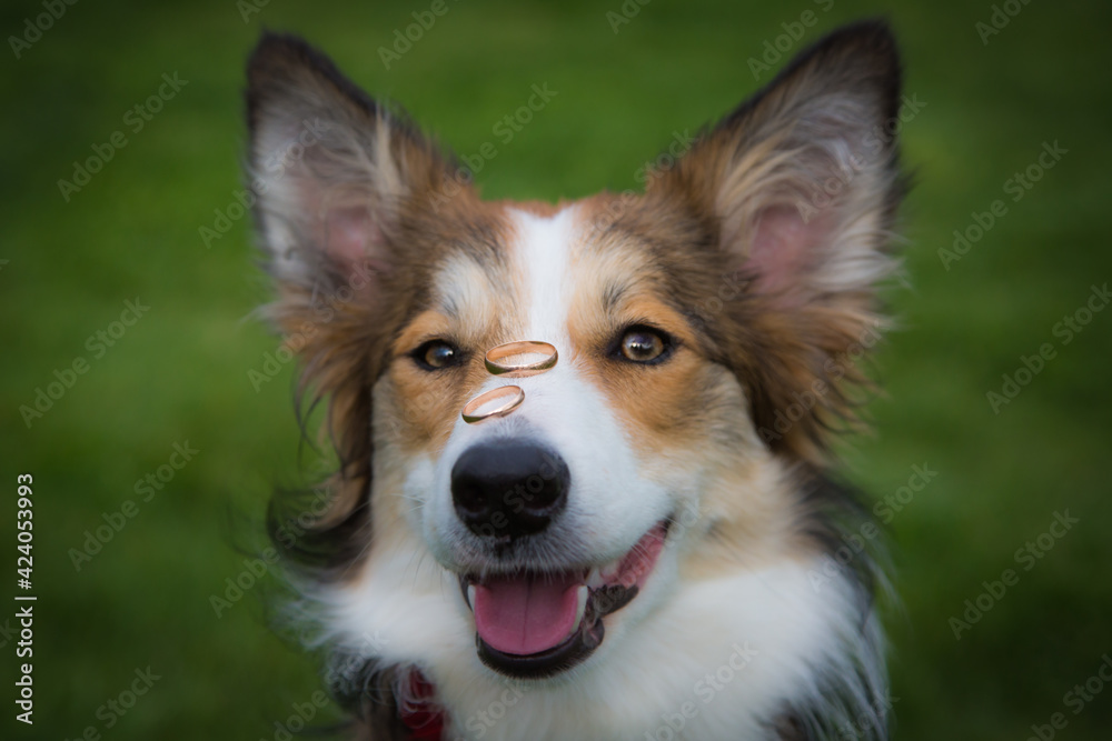 border collie dog keeps nose rings