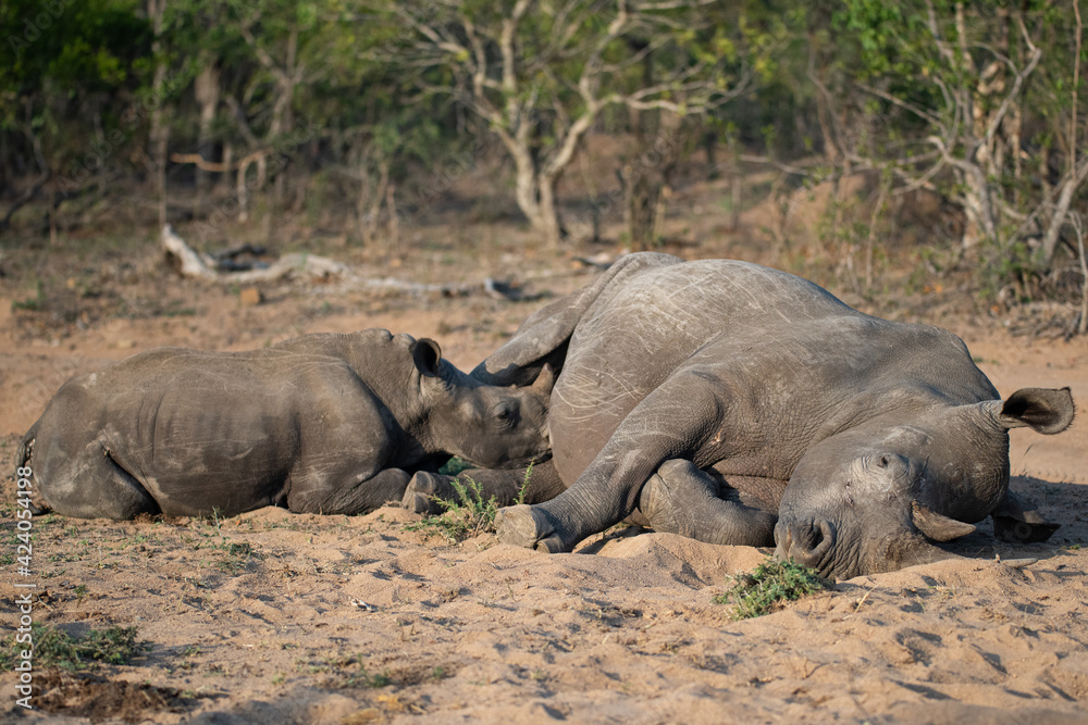 Fototapeta premium A White Rhino cow and calf seen on a safari in South Africa
