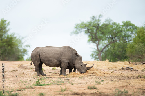 A White Rhino cow and calf seen on a safari in South Africa © rudihulshof