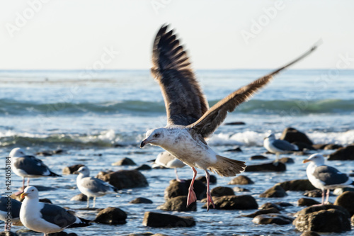 Sea Gull in flight, preparing to land on Southern California beach. More gulls in background, standing among rocks littered in the incoming surf. Pacific ocean in distance. 
 photo