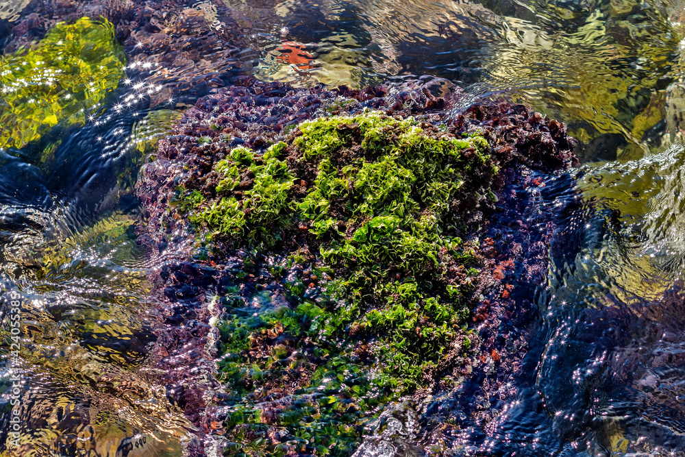 Algae in the adriatic sea