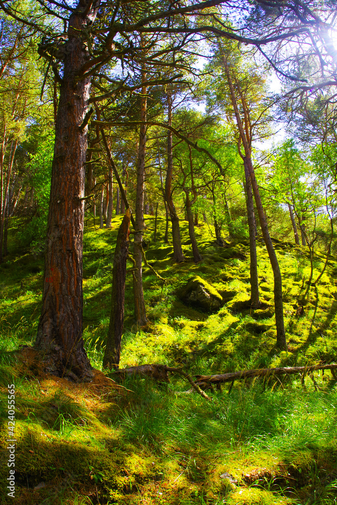 Naklejka premium A green hill illuminated by the sun in a fairytale forest in the Chegem gorge