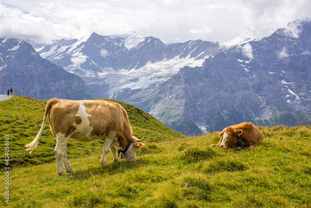 Animals grazing on mountain pastures on a sunny day in Swiss Alps