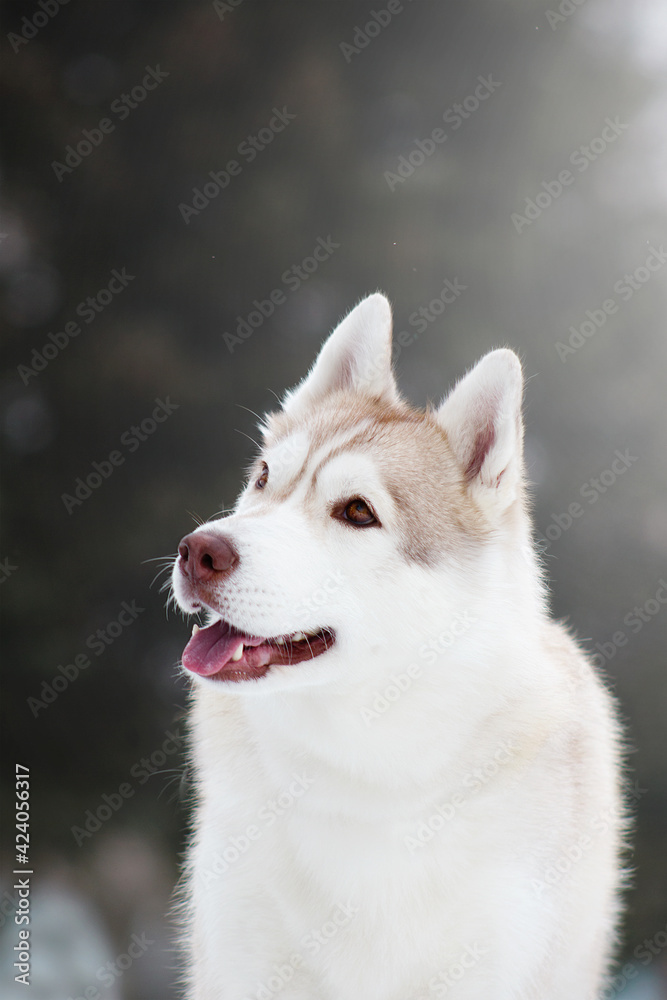 siberian husky dog in white winter snow siberian husky dog in white winter snow