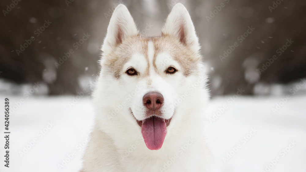 siberian husky dog in white winter snow
