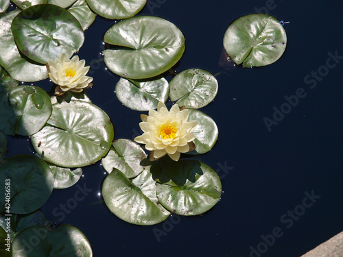 Yellow water lilies floating on water with green leaves.