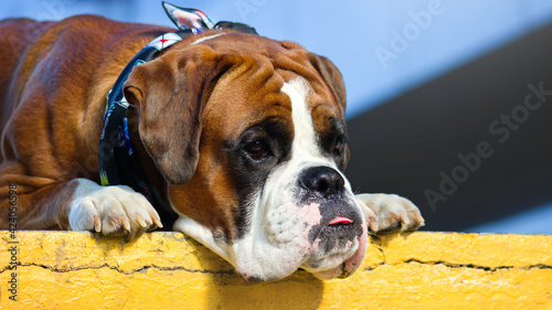 boxer dog portrain nearby the city centre building © Krystsina
