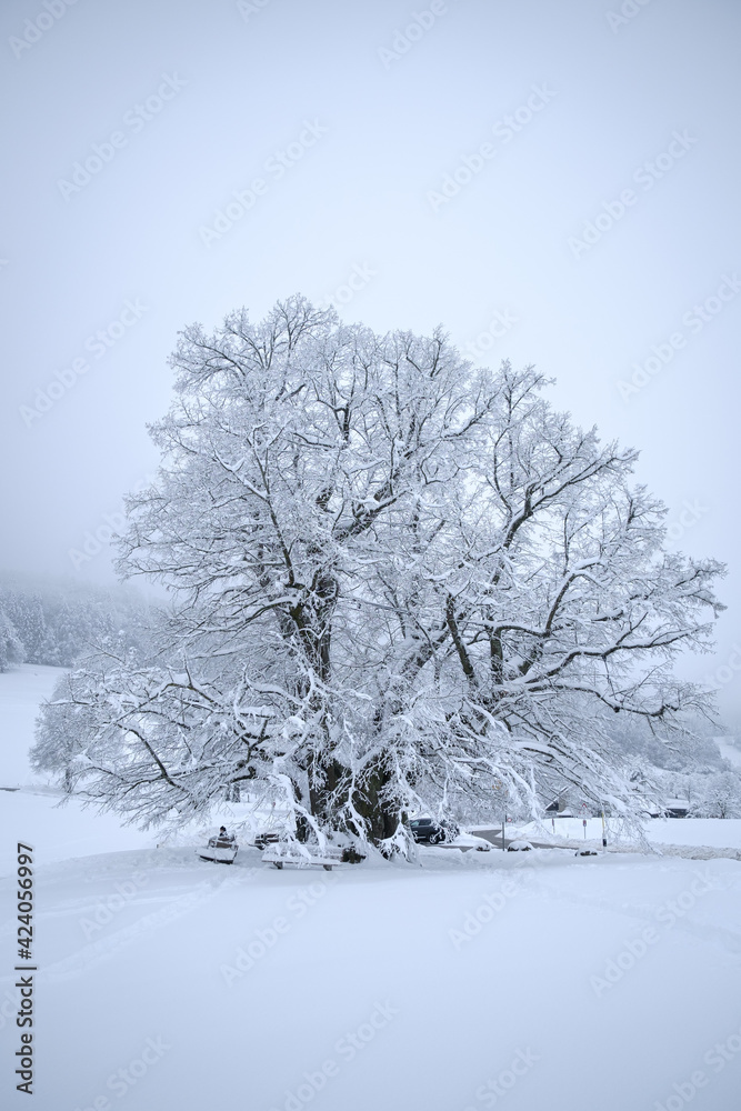 custom made wallpaper toronto digitalsnow covered tree