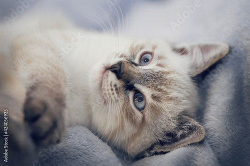 Portrait of a kitten lying on a blanket, top view.