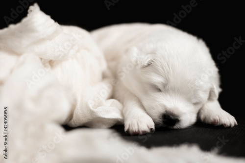 white puppy of samoyed dog on black background sleep in scarf