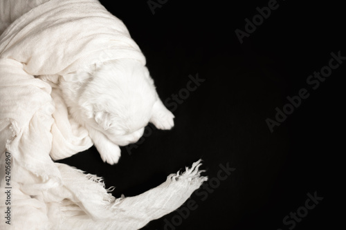 white puppy of samoyed dog on black background sleep in scarf © Krystsina