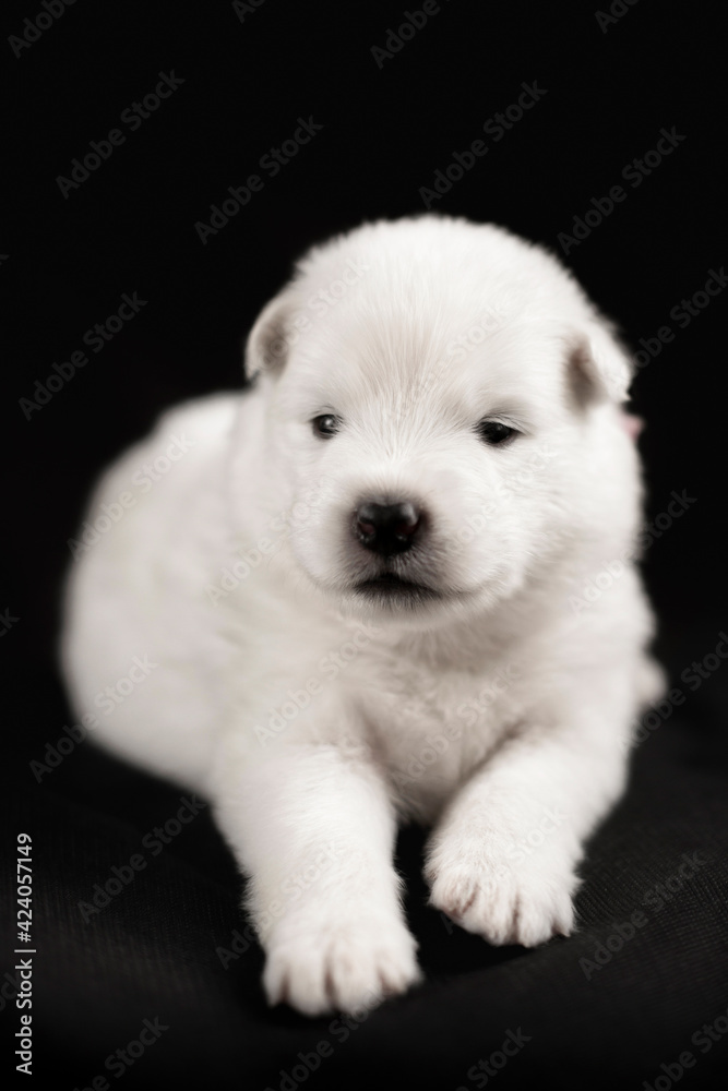 white puppy of samoyed dog on black background