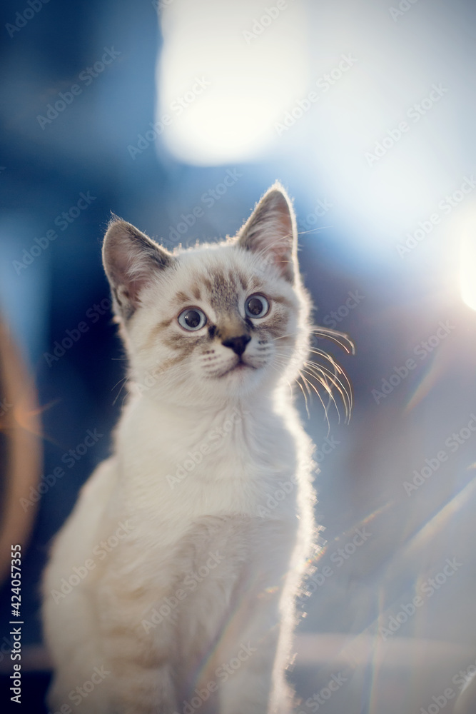Portrait of a kitten of Thai breed.