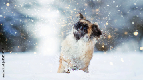  small pekingese dog in white winter snow forest with lights