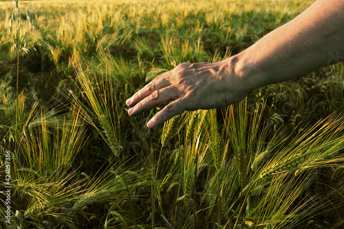 A man's hand caresses a field of ripe wheat.