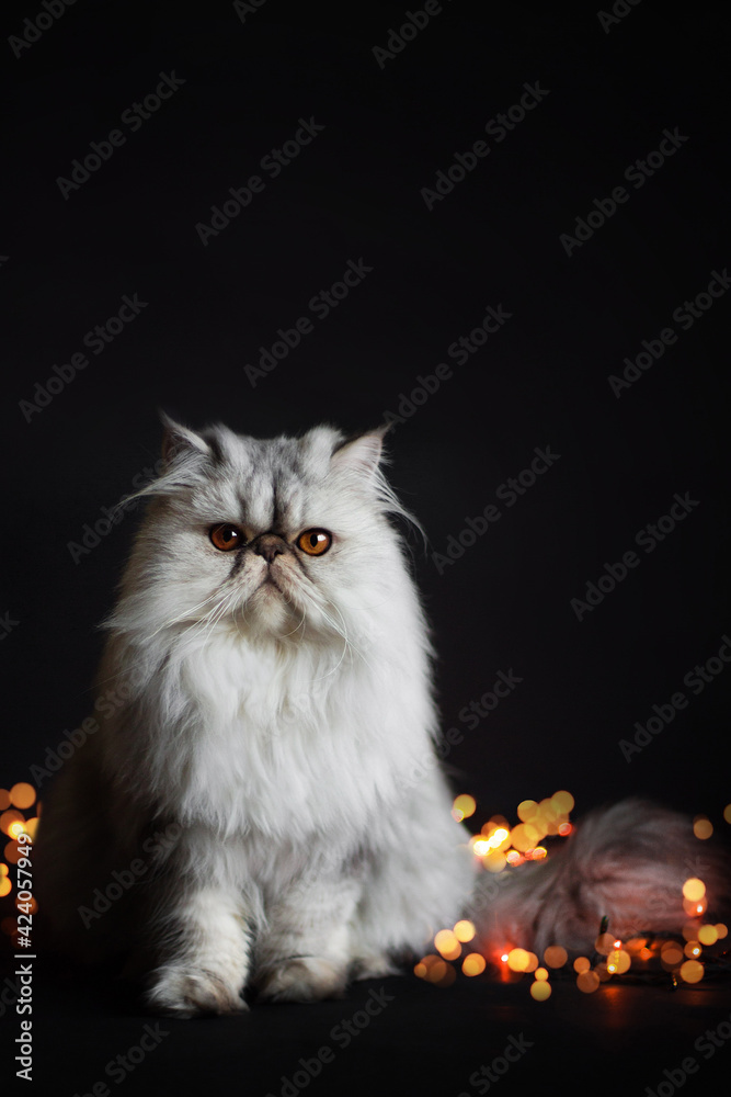 persian cat play with christmas lights on black background
