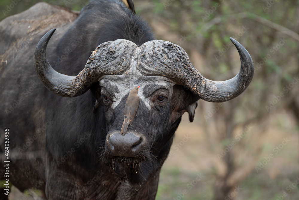 african buffalo in kruger national park african buffalo in kruger national park
