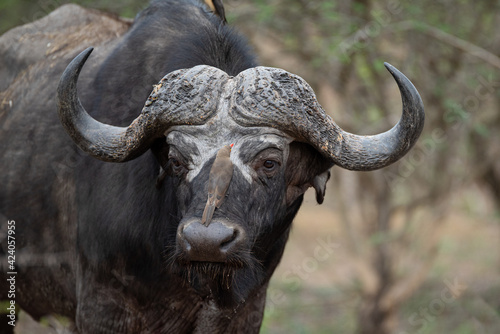 african buffalo in kruger national park