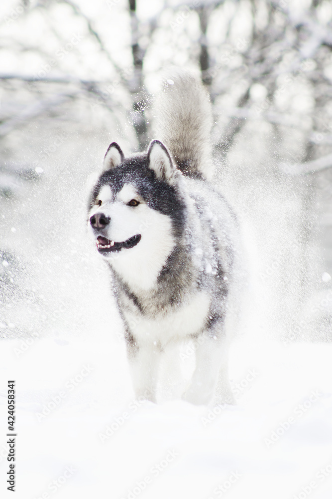 malamute dog play in snow in cold white winter