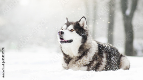 malamute dog play in snow in cold white winter photo