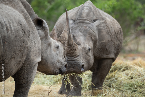 2 White Rhino seen on a safari in South Africa