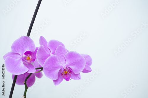 Fototapeta Naklejka Na Ścianę i Meble -  Purple orchid flower phalaenopsis isolated on white background.
