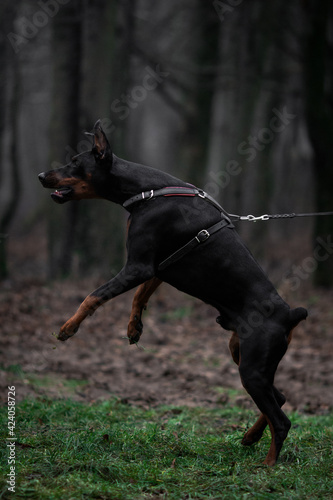 a black doberman dog attack in fog grey nature road