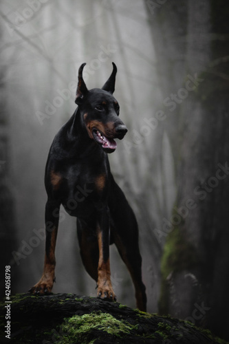 Slika na platnu portrait of a black doberman dog in fog grey nature road