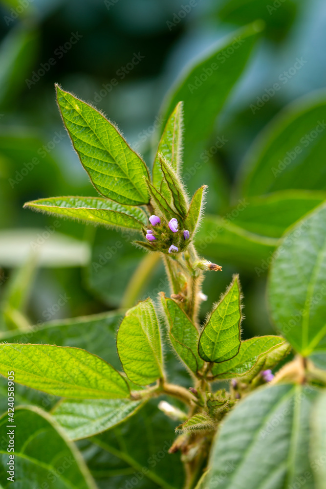 Soy flowers in sunny field. Green growing soybeans Soy flowers in sunny field. Green growing soybeans