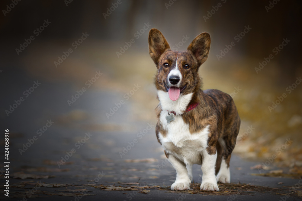 portrait of a corgi dog in autumn nature park portrait of a corgi dog in autumn nature park