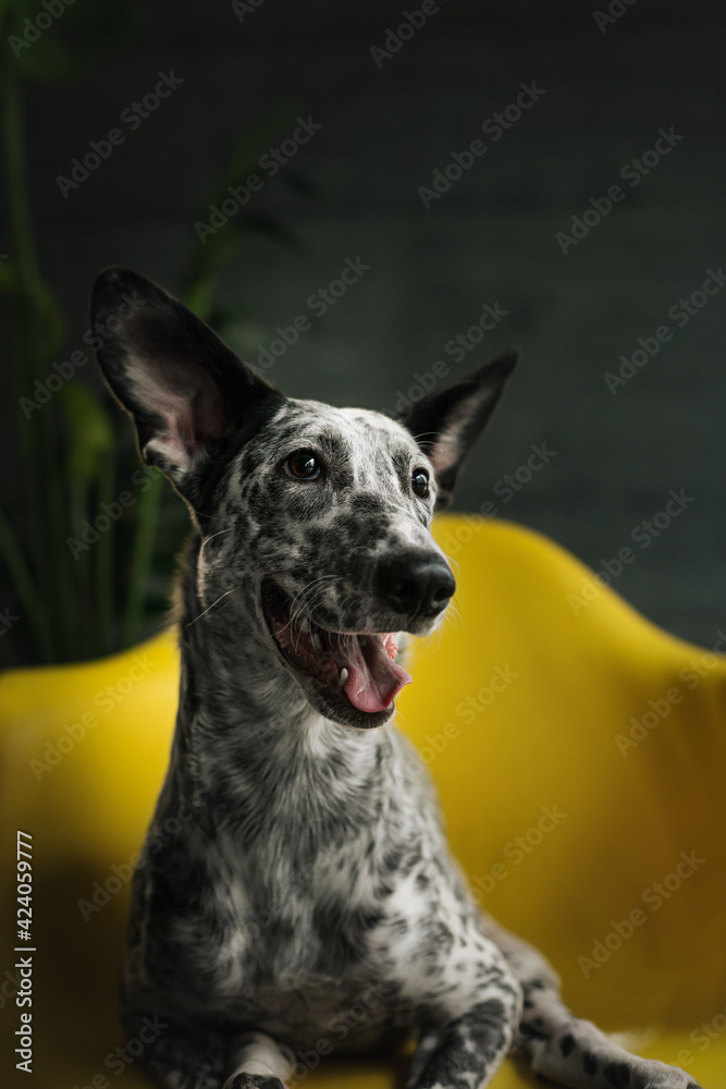 spotted dog on yellow chair